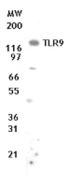 TLR9 mAb tested by Western blot.