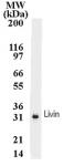 Livin/ML-IAP mAb tested by Western blot.