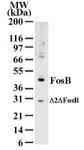 FosB pAb tested by Western blot.
