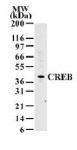 CREB mAb tested by Western blot.