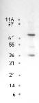 p73 mAb tested by Western blot.