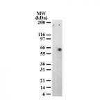 ATF-2 phospho Thr71 mAb tested by Western blot.