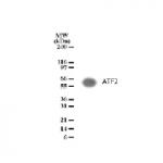 ATF-2 pAb tested by Western blot.