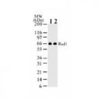 Rad1 pAb tested by Western blot.