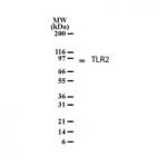 TLR2 pAb tested by Western blot.