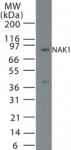 NAK1/Nur77 pAb tested by Western blot.