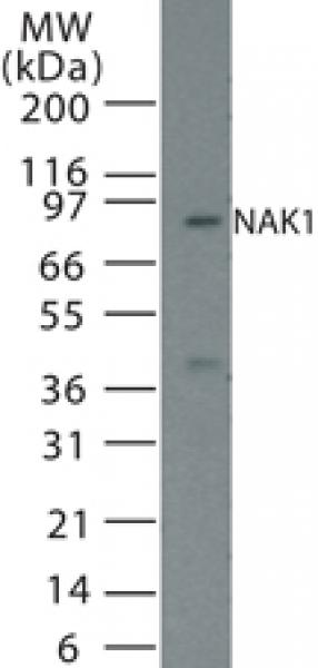 NAK1/Nur77 pAb tested by Western blot.