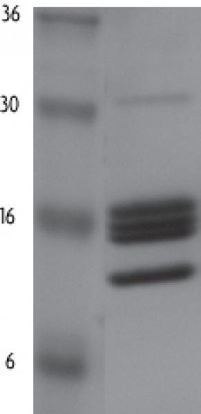 HeLa Core Histones examined by SDS-PAGE.