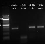 β-Glucosyltransferase protection of 5-hmC DNA from GlaI digestion