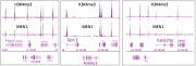 Menin antibody (pAb) tested by Western blot.