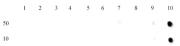 Histone H3 trimethyl Lys27 antibody tested by dot blot analysis.