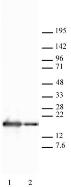 Histone H2B mAb tested by Western blot.