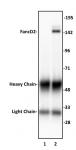 FancD2 antibody (pAb) tested by Western blot.