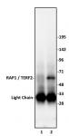 RAP1 / TERF2IP antibody (pAb) tested by Western blot.