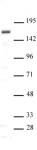 SIP1 antibody (pAb) tested by Western blot.