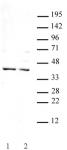 Goosecoid antibody (pAb) tested by Western blot.
