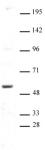 AIRE antibody (pAb) tested by Western blot.