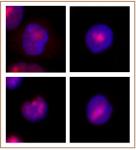 WRN antibody (mAb) tested by Western blot.