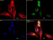 ASPM / MCPH5 antibody (pAb) tested by immunofluorescence.