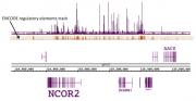 NR2F2 / COUP2 antibody (pAb) tested by Western blot.