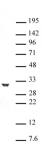 PHB / Prohibitin antibody (pAb) tested by Western blot.