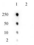 EZH2 phospho Thr345 antibody (pAb) tested by dot blot analysis.