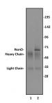 NonO antibody (pAb) tested by Western blot.
