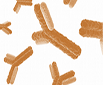 antibodies