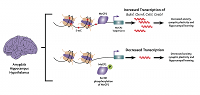 Brain transcription image