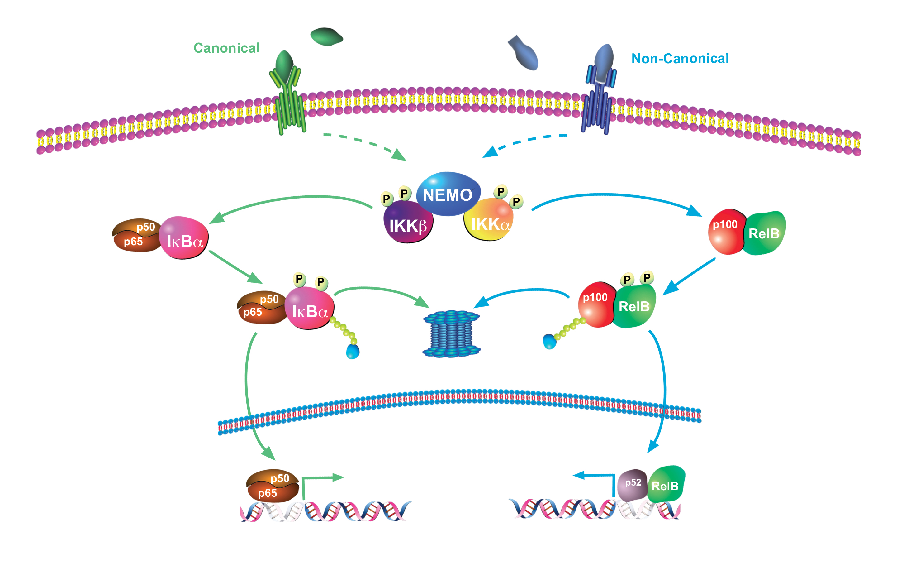 The canonical and non-canonical NFκB cell signaling pathways