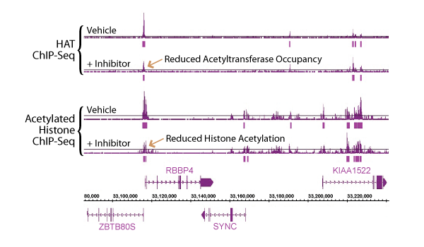 HistonePath ChIP-Seq: Localize specific histone modifications or histone modifiers