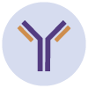 Antibody
