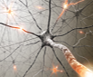 Oligodendrocytes