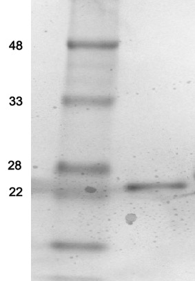 Recombinant Sortase 2A.9 protein gel.