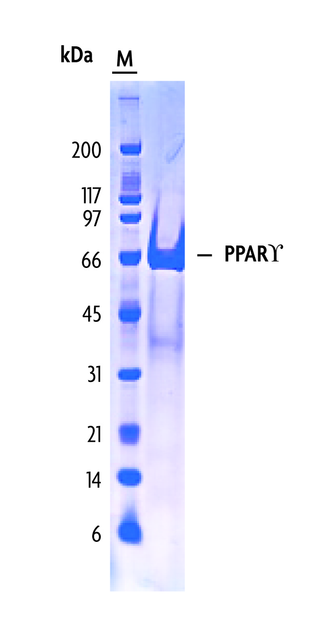 PPARγ Coomassie gel