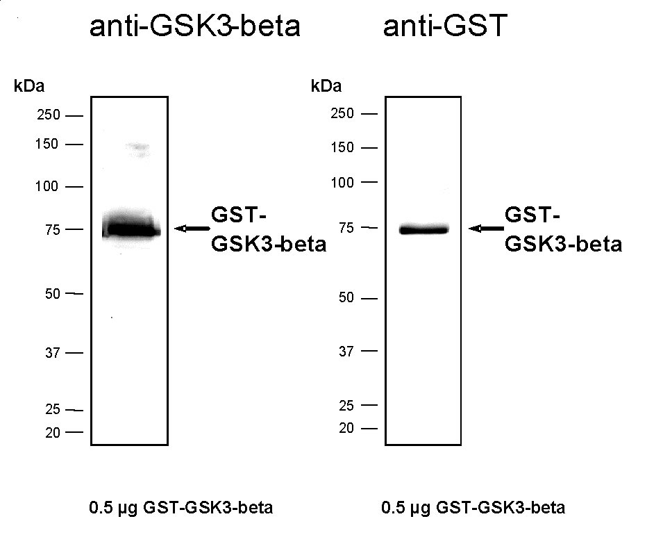 Recombinant GSK3β protein, active analyzed by SDS-PAGE gel.