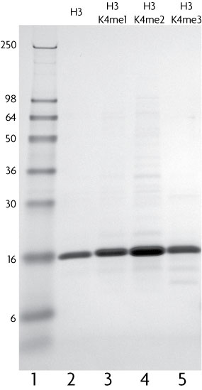 Recombinant Histone H3 trimethyl Lys4 analyzed by SDS-PAGE gel.
