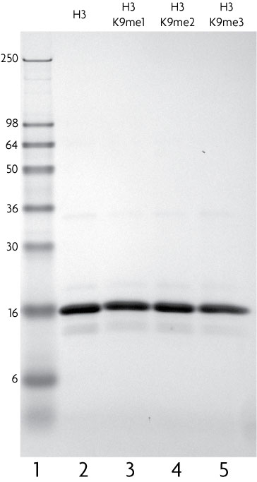 Recombinant Histone H3 dimethyl Lys9 analyzed by SDS-PAGE gel.