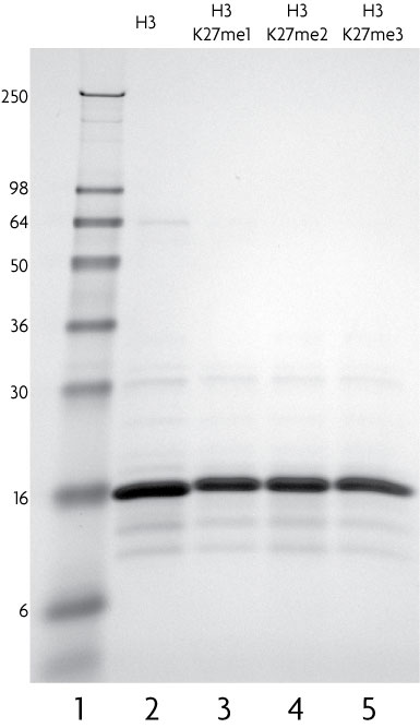 Recombinant Histone H3 trimethyl Lys27 analyzed by SDS-PAGE gel.