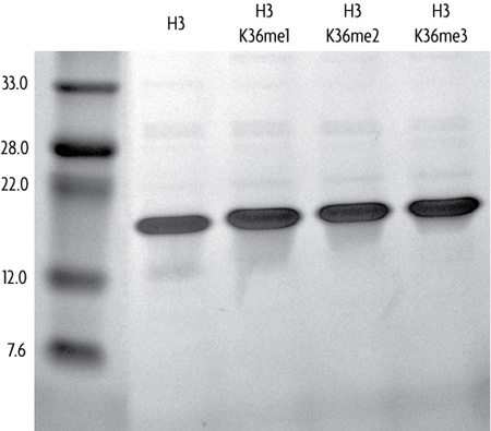 Recombinant Histone H3 trimethyl Lys36 analyzed by SDS-PAGE gel.