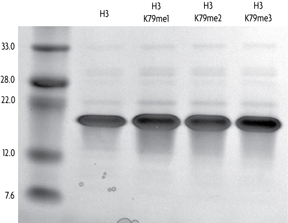 Recombinant Histone H3 dimethyl Lys79 analyzed by SDS-PAGE gel.