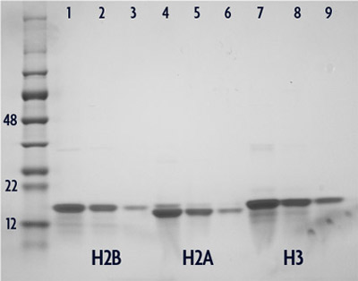 Recombinant Histone H2B analyzed by SDS-PAGE gel.