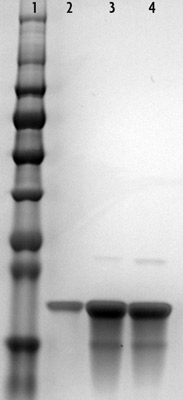 Recombinant Histone H3 acetyl Lys14 analyzed by SDS-PAGE gel.