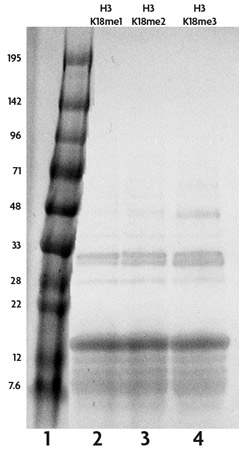 Recombinant Histone H3 monomethyl Lys18 analyzed by SDS-PAGE gel.