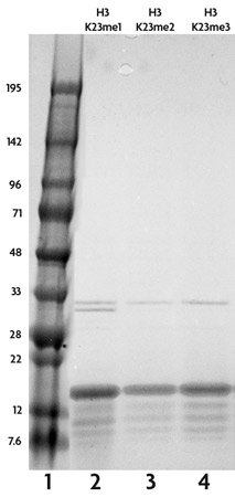 Recombinant Histone H3 trimethyl Lys23 analyzed by SDS-PAGE gel.
