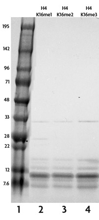 Recombinant Histone H4 dimethyl Lys16 analyzed by SDS-PAGE gel.