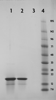 Recombinant Histone H3 acetyl Lys4 analyzed by SDS-PAGE gel.