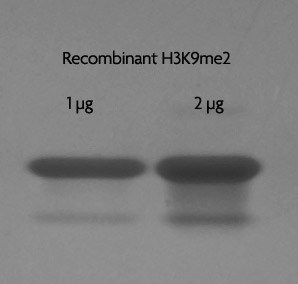 Recombinant Histone H3 dimethyl Lys9 analyzed by SDS-PAGE gel.