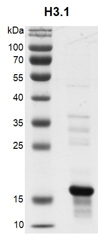 Recombinant Histone H3.1 Coomassie gel
