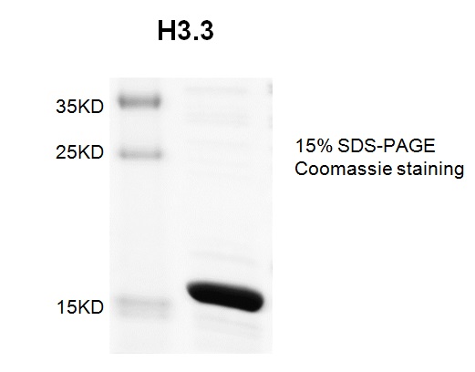 Recombinant Histone H3.3 Coomassie gel